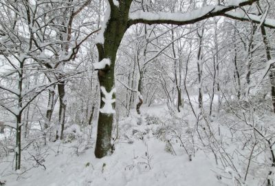 Kocsis Csilla - Fának megyek tőled